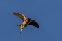 Barn Swallow-2