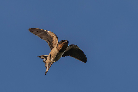 Barn Swallow-2