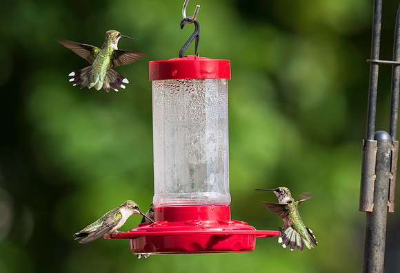 Ruby-throated hummingbirds 9-23-2026-3