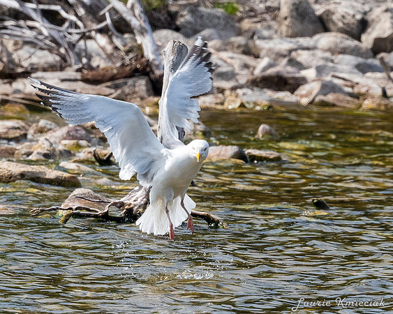 EggHarborWI-LAK_7228