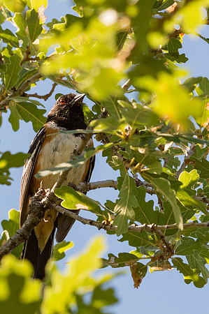 Colorado-MAK_0195