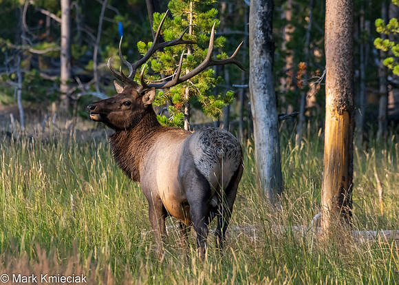 Yellowstone NP-_MAK1447