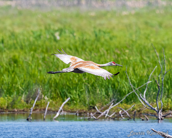 Arcadia Marsh MI-LAK_8705