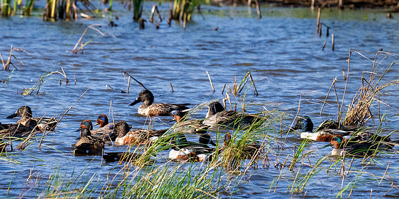 Estero Llano Grande SP_MAK9848