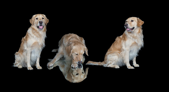 Goose-Spirits Goldens-025-2