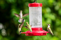 Ruby-throated hummingbirds 9-23-2026-2