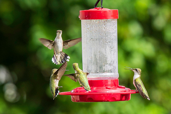 Ruby-throated hummingbirds 9-23-2026-2
