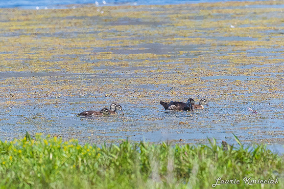Arcadia Marsh MI-LAK_8721