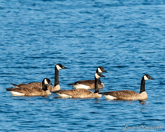 UP-MichiganLAK_7458