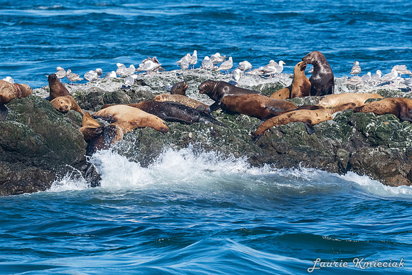 Nwhidby-LAK_5150