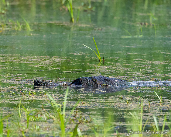 Arcadia Marsh MI-LAK_8282