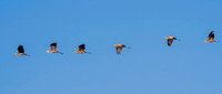 Great blue herons Hawk tower 9-23-2026