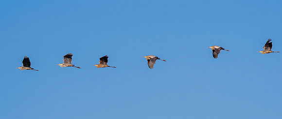 Great blue herons Hawk tower 9-23-2026