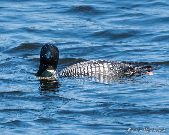 UP-MichiganLAK_7629