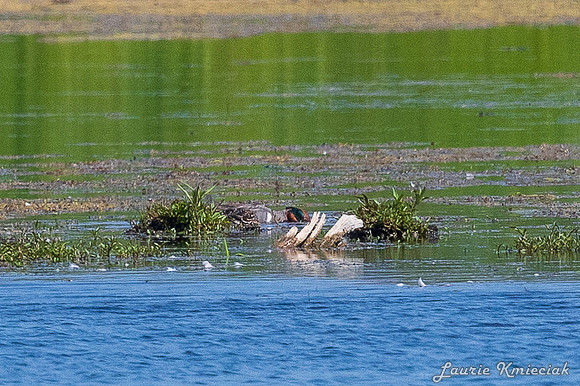 Arcadia Marsh MI-LAK_8666