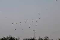 Hawk tower 9-23-2026_MAK3695