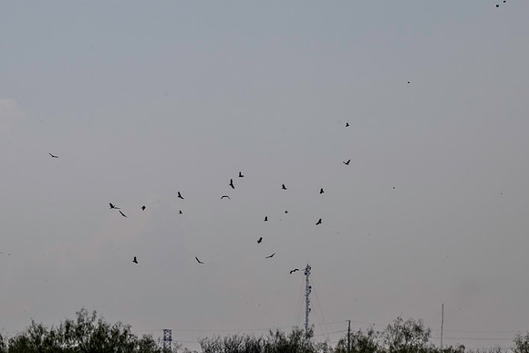 Hawk tower 9-23-2026_MAK3695