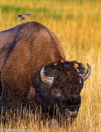 Yellowstone NP-_MAK1642