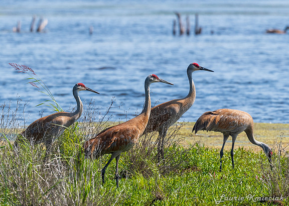 Arcadia Marsh MI-LAK_8388