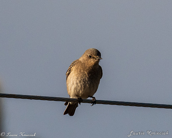 Black-Hills-LAK_7042
