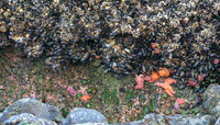 Cannon Beach-_MAK6453