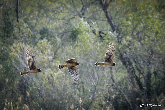 MAK_2078-hawks-2
