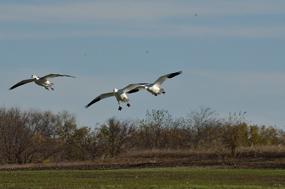 hagerman_LAK1765_