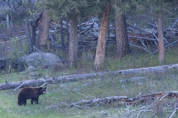 Yellowstone _MAK0305