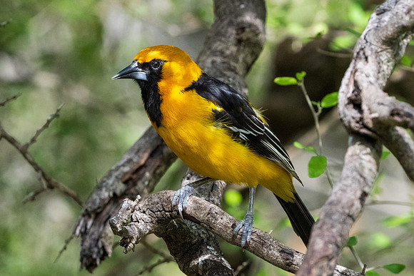 RGV wildlife 2025_MAK0581