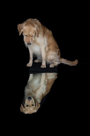 Goose-Spirits Goldens-207