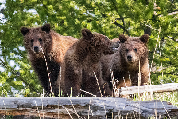Yellowstone _MAK3875