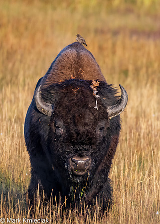Yellowstone NP-_MAK1648