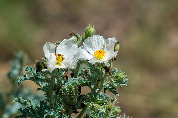 Colorado-MAK_9916
