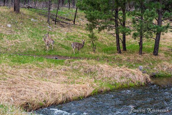 Black-Hills-MAK_8342