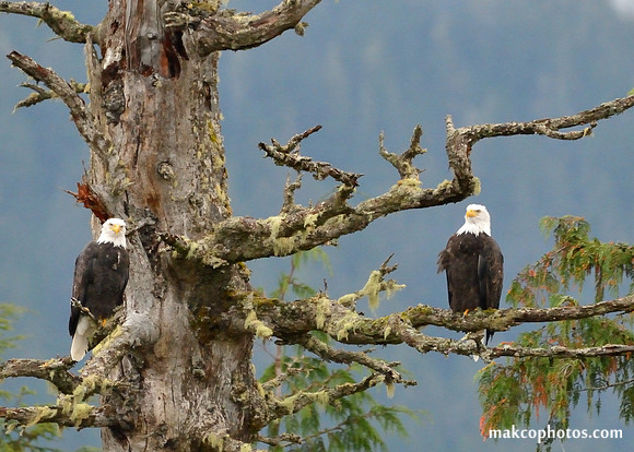 Alaska-2016-MAK_0448c