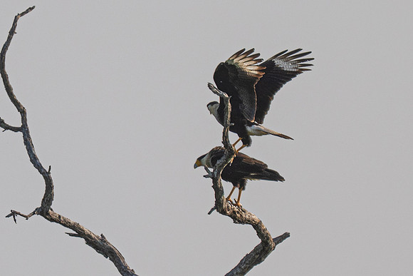 RGV birds_MAK0772
