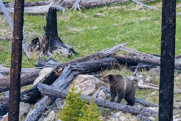 Yellowstone _MAK4996