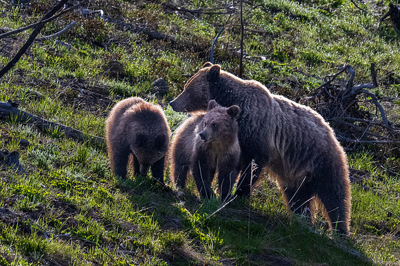 Yellowstone _MAK3287