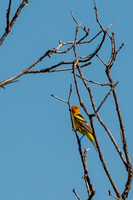 Colorado-MAK_0204