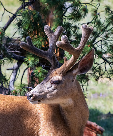 Rocky Mountain NP _MAK6614