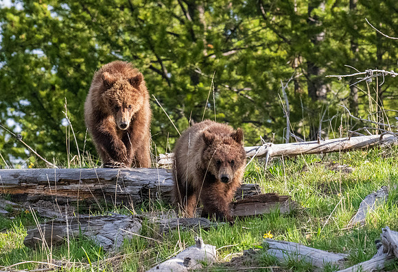 Yellowstone _MAK3969