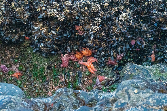 Cannon-Beach-LAK_1693