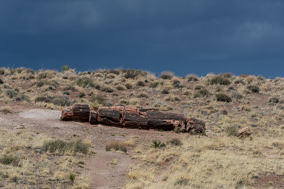 Petrified Forest-MAK_6232