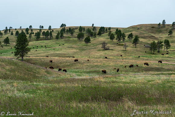 Black-Hills-MAK_8330