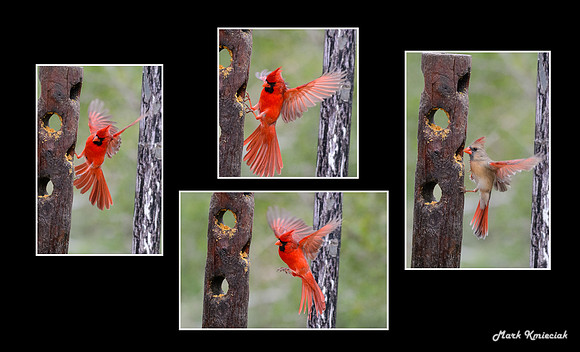 Cardinal print-2
