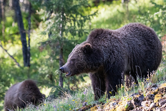 Yellowstone _MAK4310