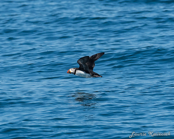 Acadia NP-LAK_9606