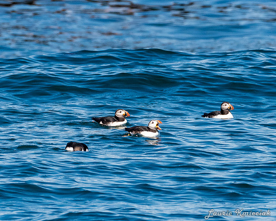 Acadia NP-LAK_9642
