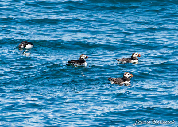 Acadia NP-LAK_9658