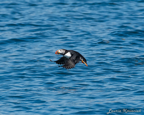 Acadia NP-LAK_9582